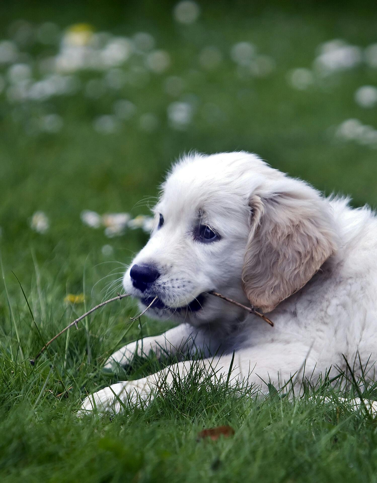 Golden retriever hundehvalp. Hvalpen hedder Kiwi.