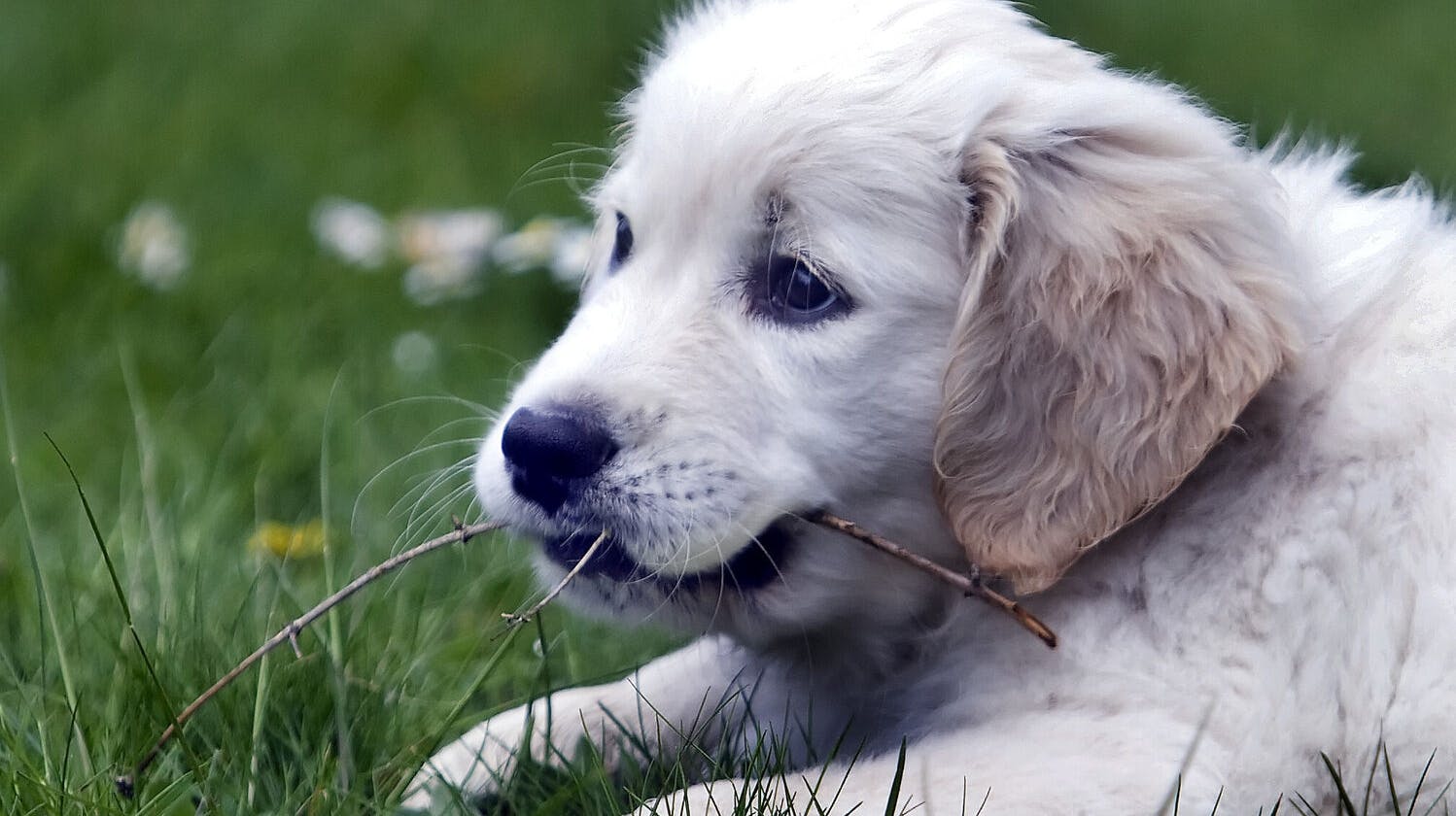 Golden retriever hundehvalp. Hvalpen hedder Kiwi.