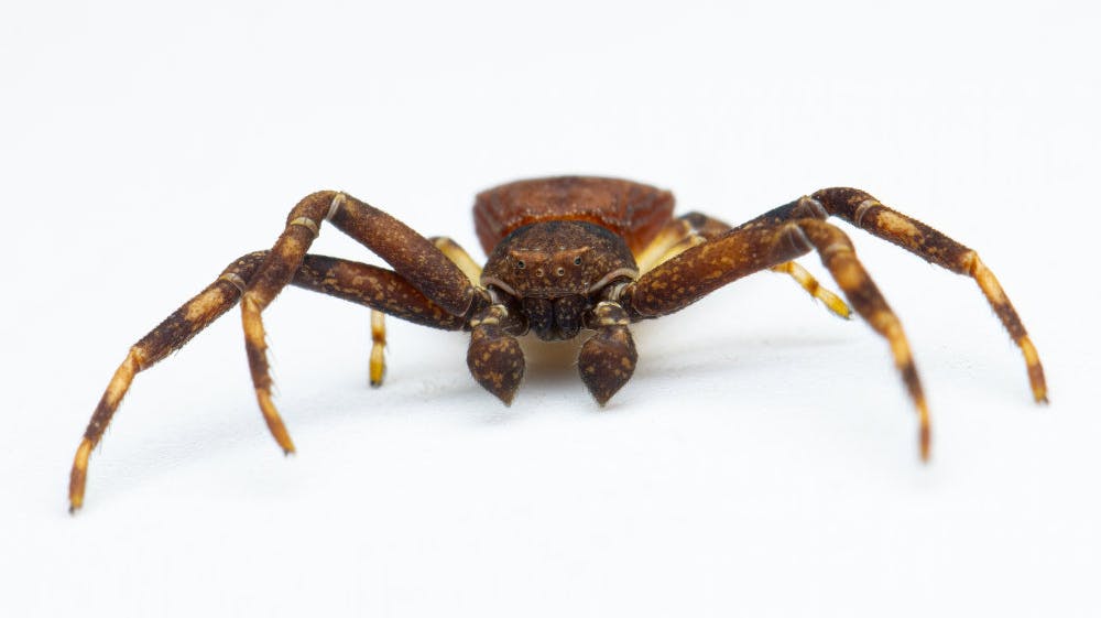 Den sjældne og forventet uddøde stumpkrabbeederkop er for første gang i 105 år fundet i Danmark.