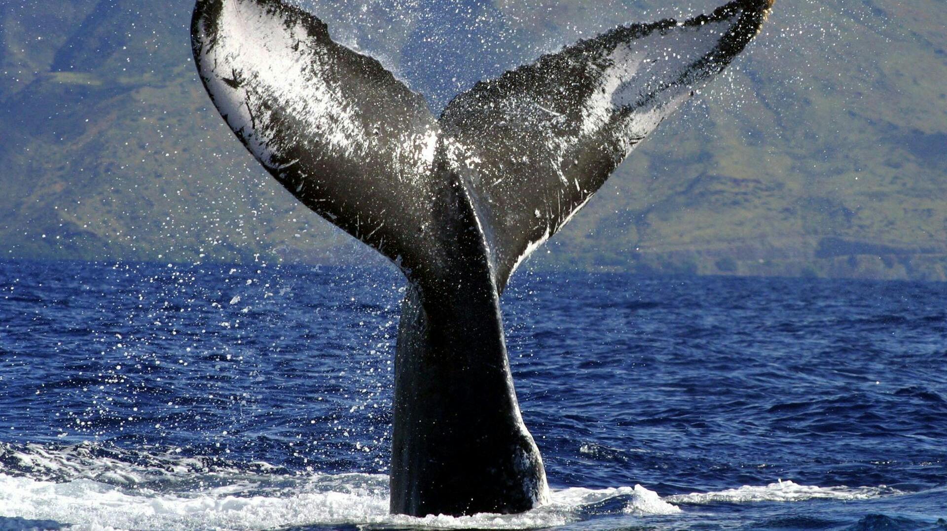 En pukkelhval fotograferet ved Hawaii. Regeringen håber på fred under hvalmøde. Men Danmark går i EU imod britisk forslag, der skal "rense" og modernisere den organisation, som regulerer hvalfangst. (AP/POLFOTO/arkiv)