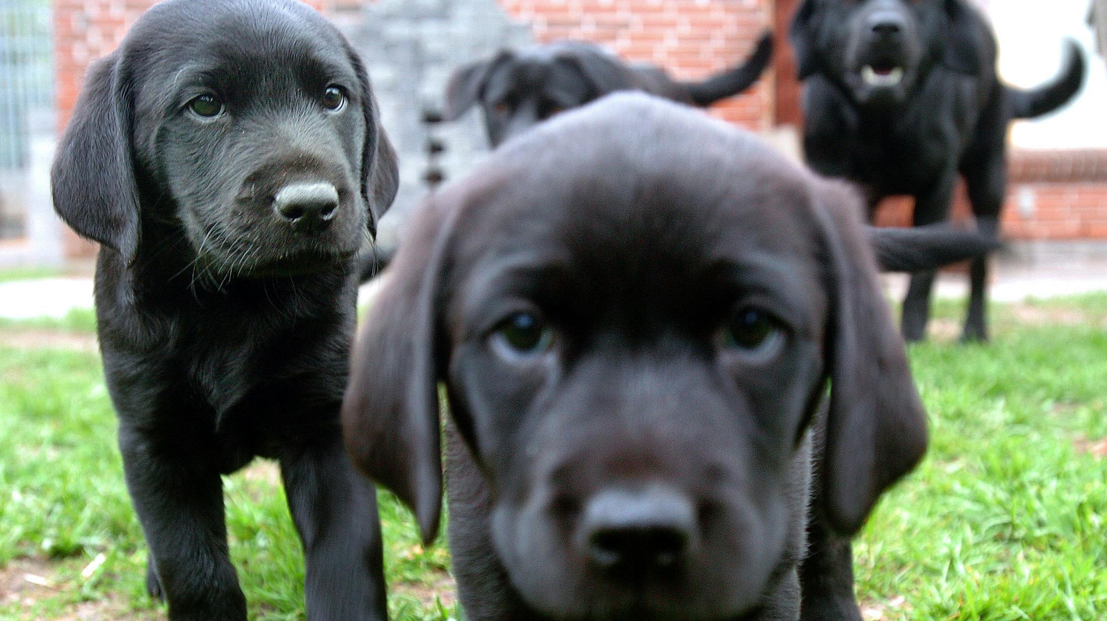 De danske dyreinternater har hundetravlt i disse dage.