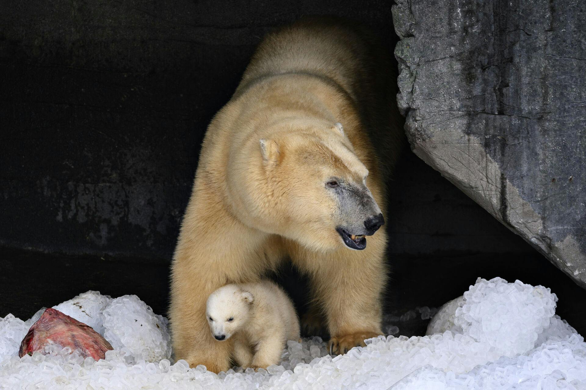 Hændelsen skete i Island. Disse isbjørne fra København Zoo har det så fint.&nbsp;