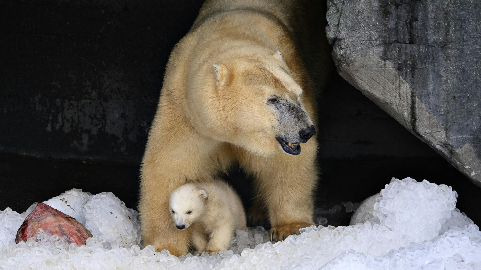 Hændelsen skete i Island. Disse isbjørne fra København Zoo har det så fint. 