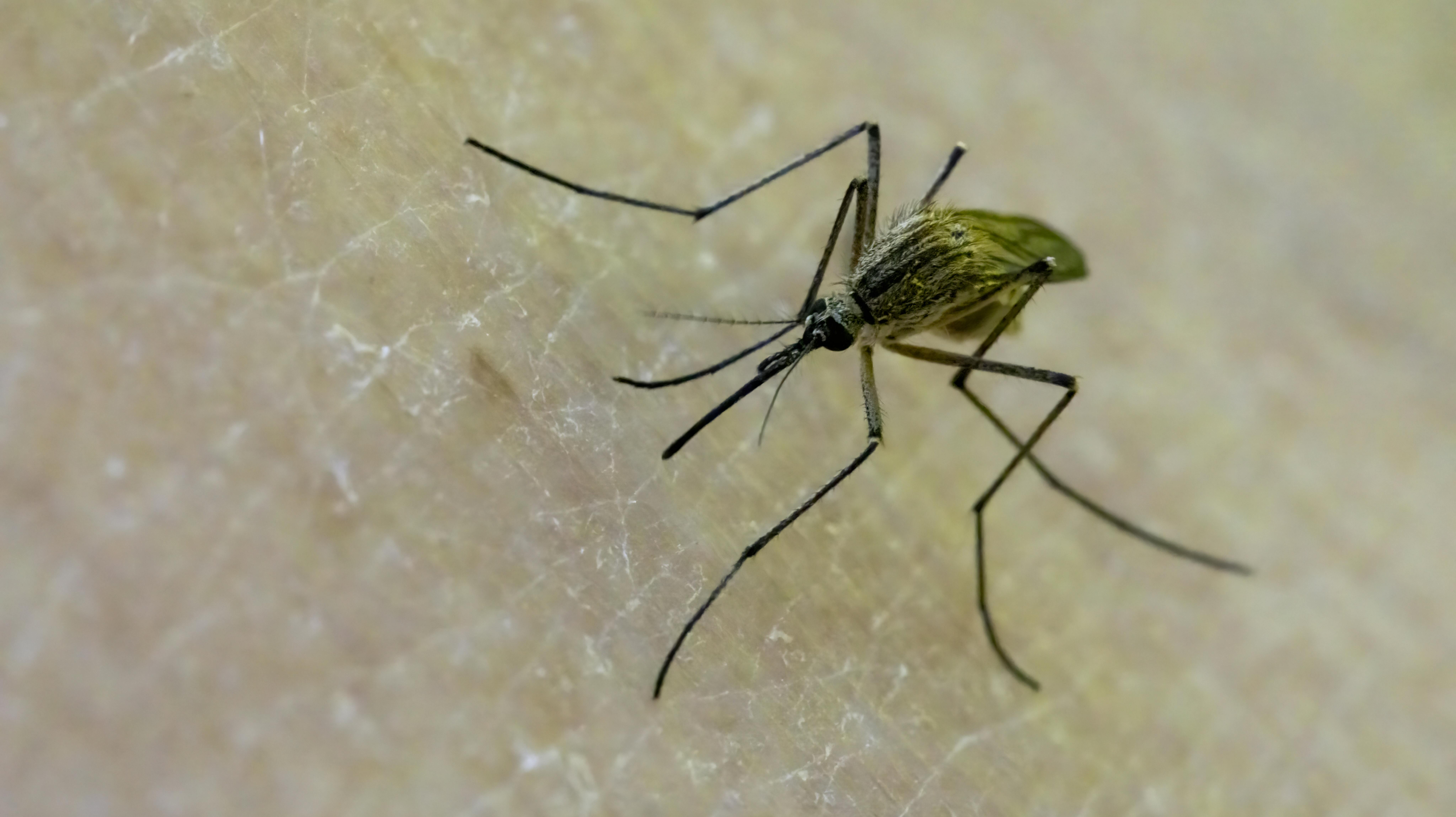 De nye sygdomme kræver hjælp til hospitalerne med hurtig diagnostik og råd om vacciner.