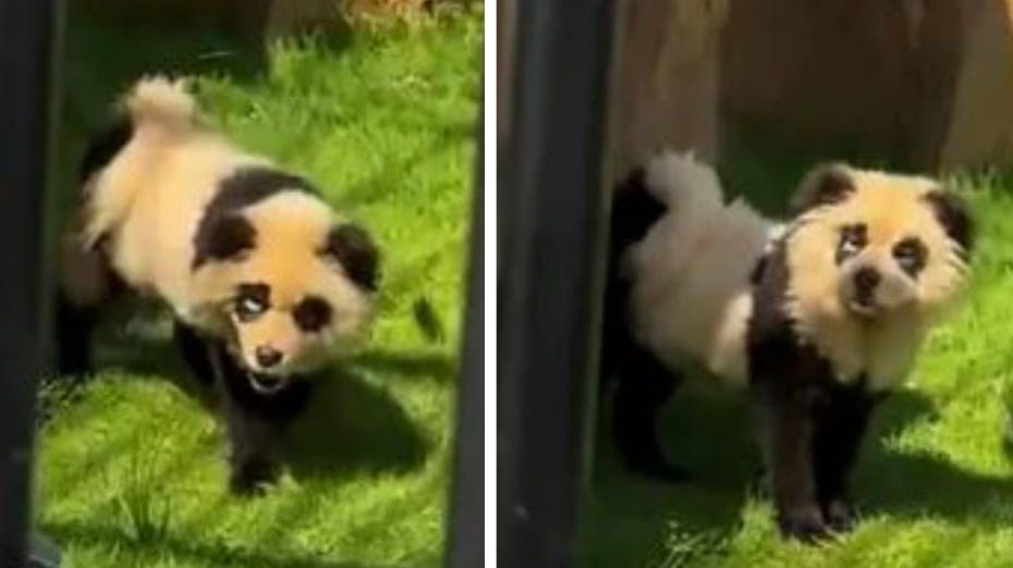 De ligner hunde, der er blevet malet i pandafarver. Og JA, det er de også. 