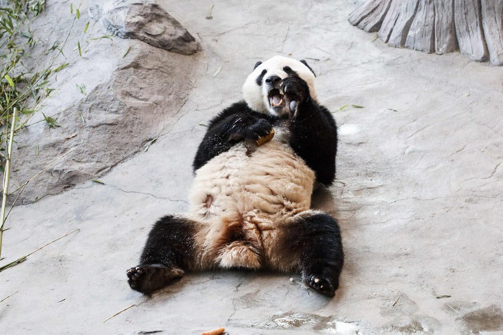 Billede af en af de to kinesiske pandaer, som Finland siden 2018 har været hjem for. Her er det Hua Bao - på finsk kaldet Pyry - som spiser i sit indhegnede område. (Arkivfoto).&nbsp;