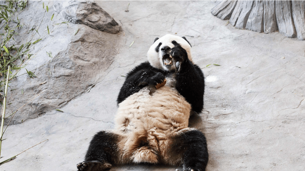 Billede af en af de to kinesiske pandaer, som Finland siden 2018 har været hjem for. Her er det Hua Bao - på finsk kaldet Pyry - som spiser i sit indhegnede område. (Arkivfoto). 