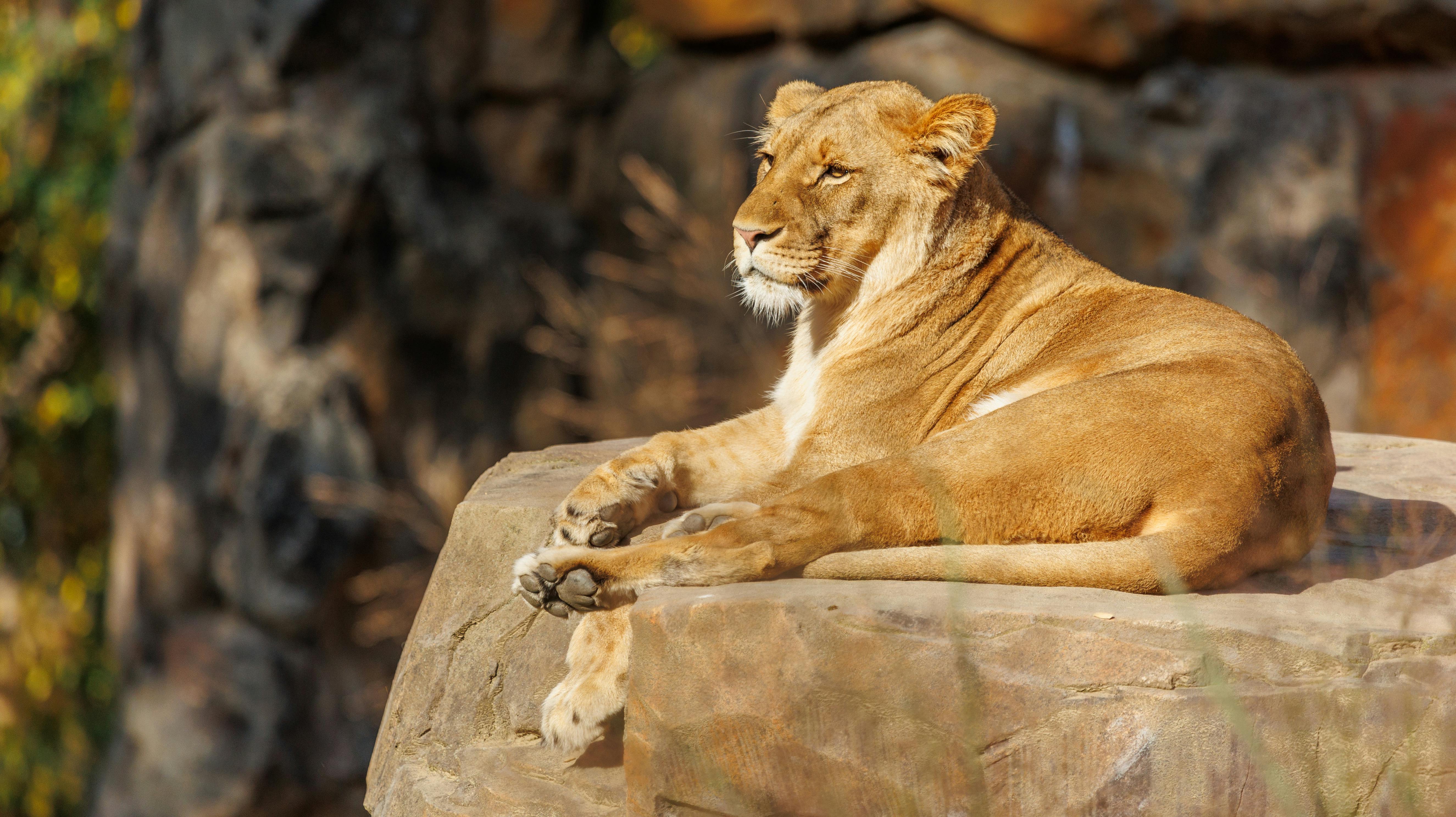 Løven på billedet her har ikke noget med historien at gøre.