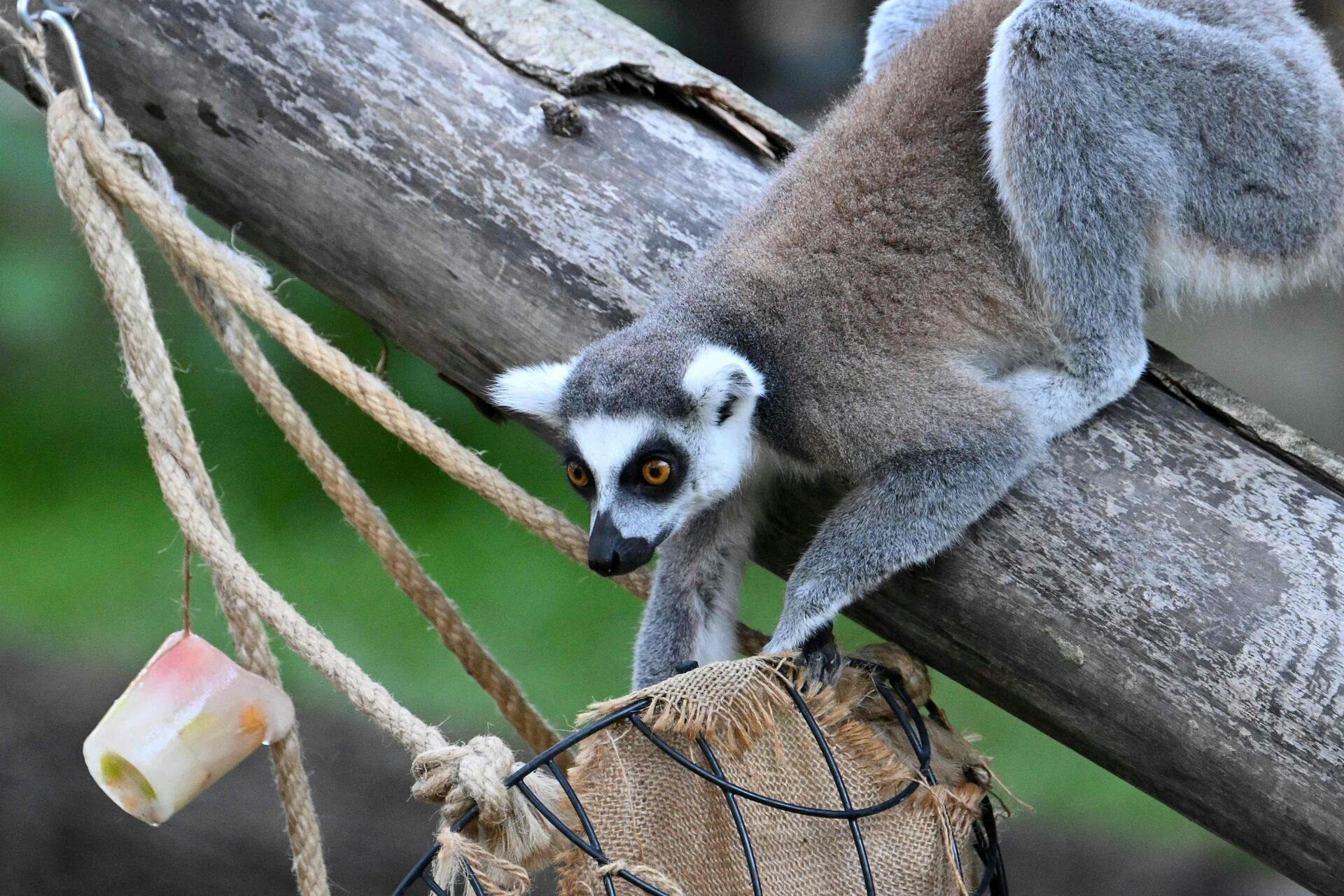 En lemur har siden lørdag været på fri fod i Aalborg. Den er stukket af fra lemuranlægget i Aalborg Zoo. (Arkivfoto)