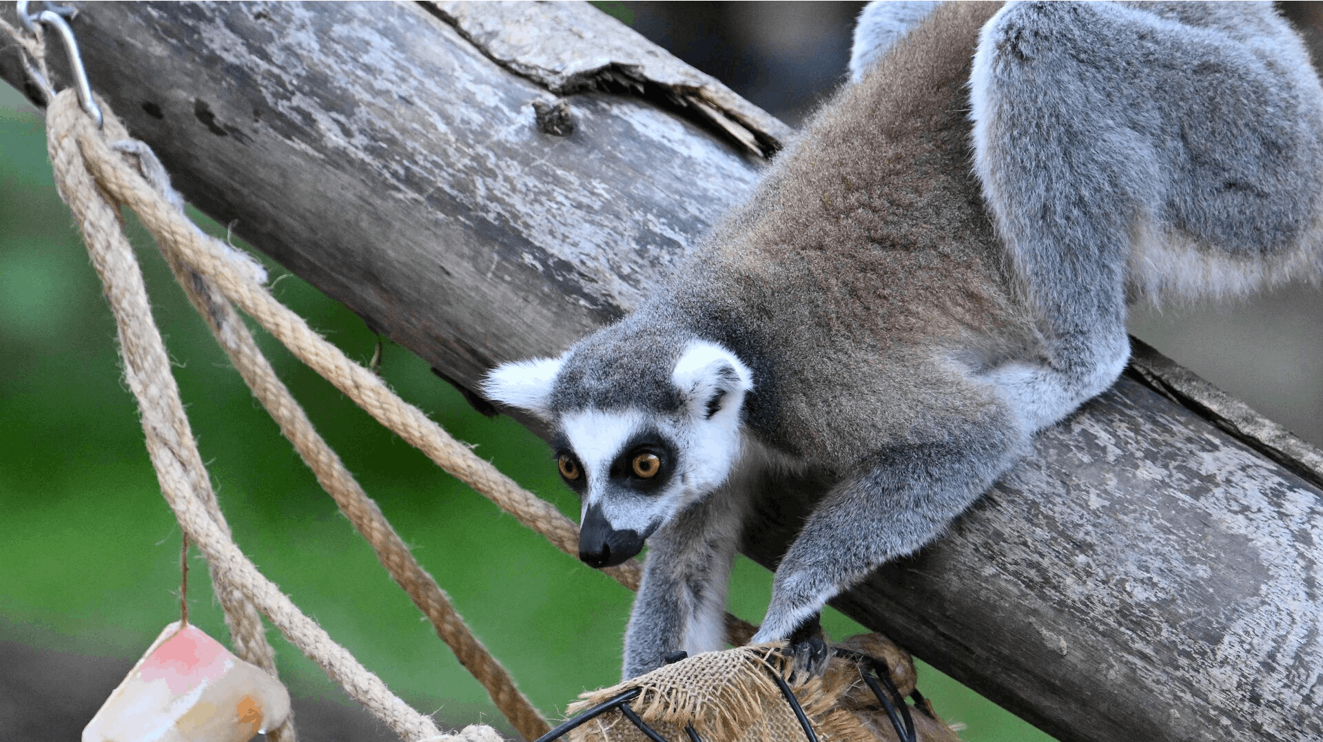 En lemur har siden lørdag været på fri fod i Aalborg. Den er stukket af fra lemuranlægget i Aalborg Zoo. (Arkivfoto)