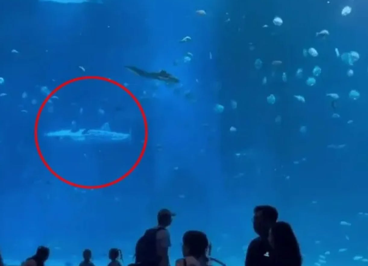 Gæsterne i det såkaldte Xiaomeisha Ocean World&nbsp;er ret skuffede over akvariets hvalhaj.&nbsp;