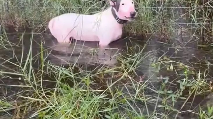 Lille Trooper blev efterladt af sin onde ejer - kort før orkanen Milton gik i land. 