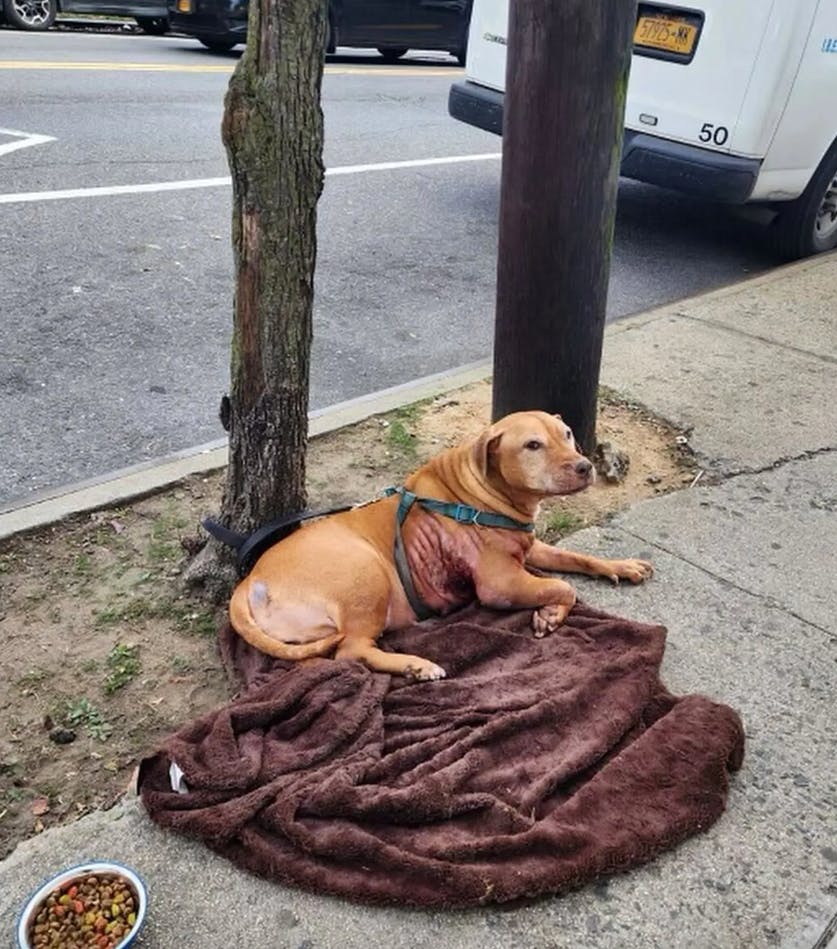 Dette triste syn mødte tidligere på ugen forbipasserende i New York-bydelen Queens.&nbsp;