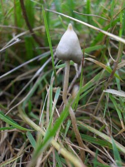 https://imgix.seoghoer.dk/2024-11-13/Psilocybe_semilanceata_250px.jpg