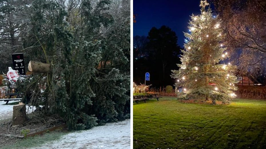 Ukendte gerningsmænd valgte torsdag aften at fælde det smukke juletræ ved Halstedhus Efterskole.
