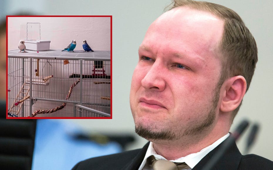 Massemorder Anders Breivik drømmer om at blive en fri fugl igen, men må efter alt at dømme nøjes med at kæle med sine kæledyr - tidligere havde han tre undulater, men de er nu skiftet ud med noget mere pelset og klappevenligt.