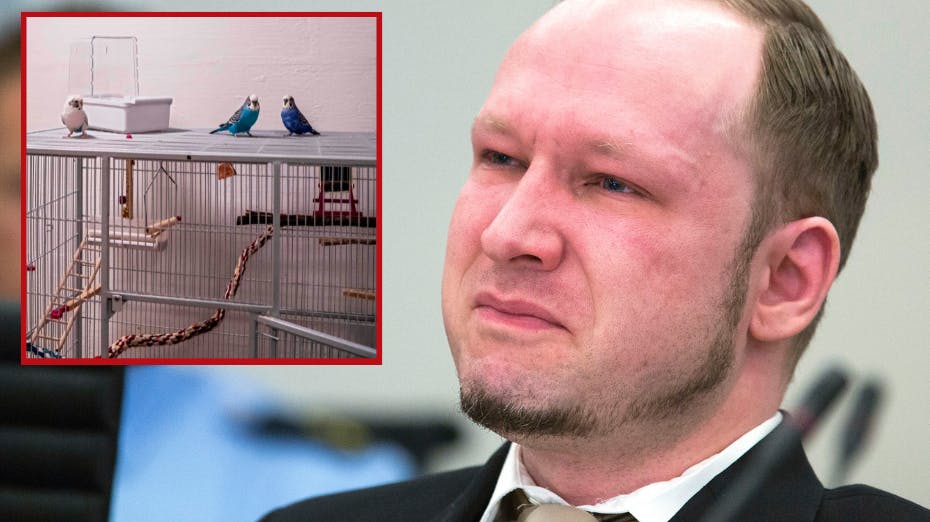 Massemorder Anders Breivik drømmer om at blive en fri fugl igen, men må efter alt at dømme nøjes med at kæle med sine kæledyr - tidligere havde han tre undulater, men de er nu skiftet ud med noget mere pelset og klappevenligt.