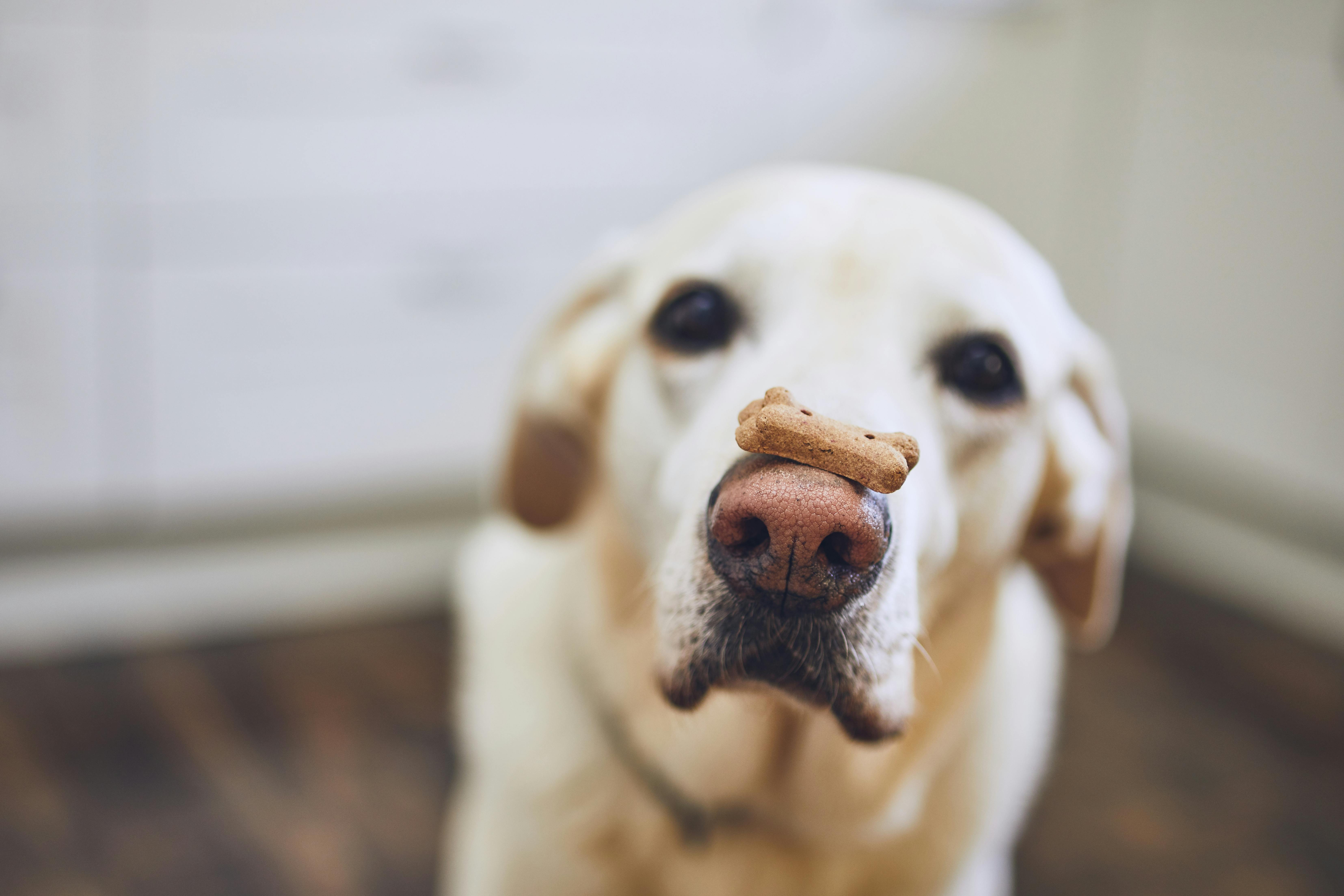 Labrador retriever balancing dog biscuit with bone shape on his nose. 