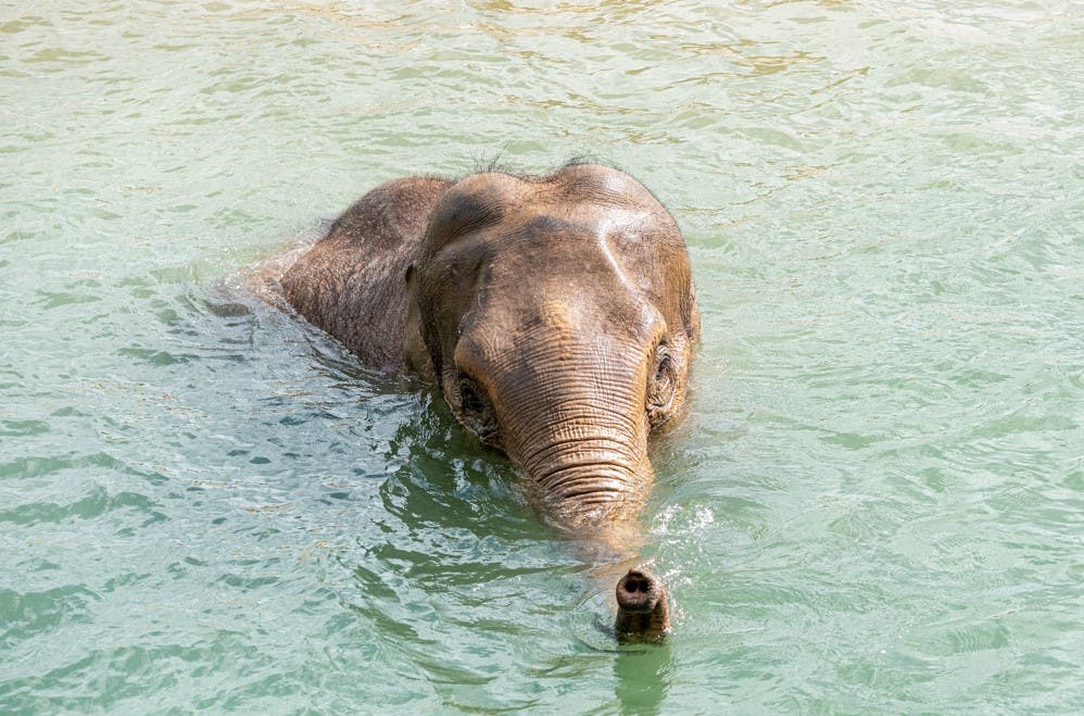 En zoologisk have i Blackpool har på tragisk vis mistet to elefantunger – den ene var dødfødt, den andens liv stod ikke til at redde.