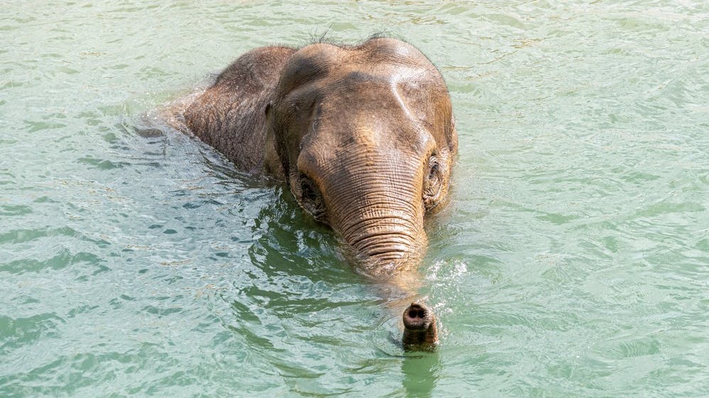 En zoologisk have i Blackpool har på tragisk vis mistet to elefantunger – den ene var dødfødt, den andens liv stod ikke til at redde.