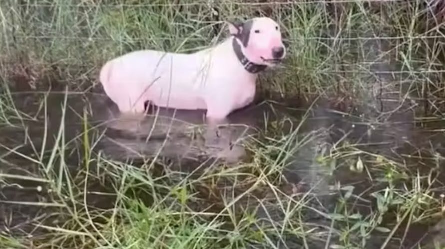 Lille Trooper blev efterladt af en kynisk og følelseskold ejer. Nu har hunden heldigvis fået et nyt og kærligt hjem.