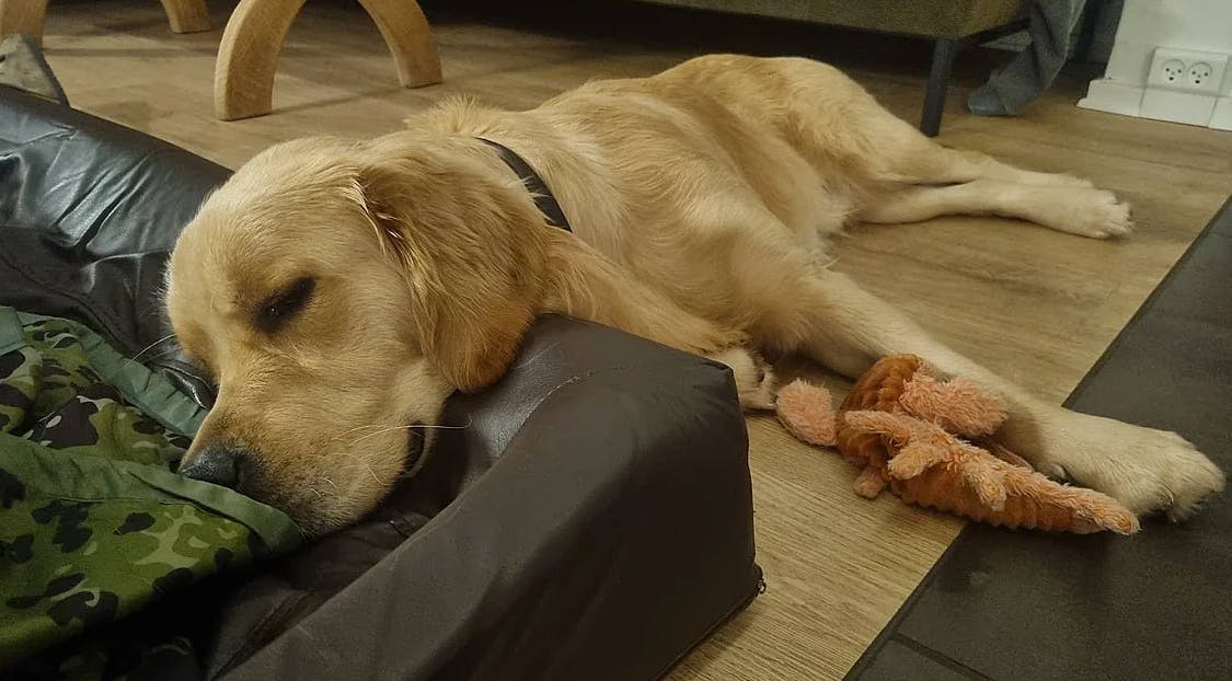 En jysk familie gennemlevede et fire dage langt mareridt, efter deres elskede hund Otto pludselig forsvandt. Men lørdag aften indtraf miraklet - og Otto er nu hjemme igen.