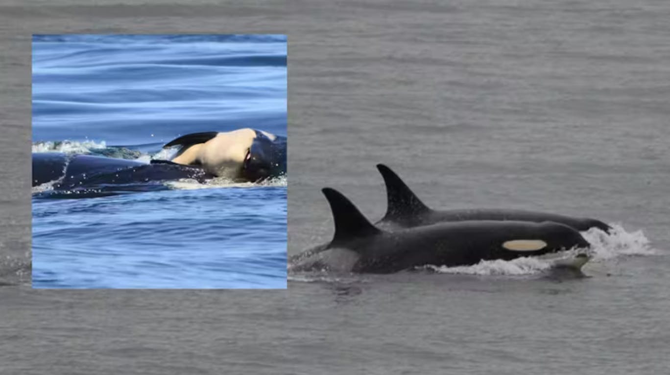 En spækhugger er blevet mor til en lille kalv – seks år efter at en hjerteskærende historie om spækhuggeren gik verden rundt.