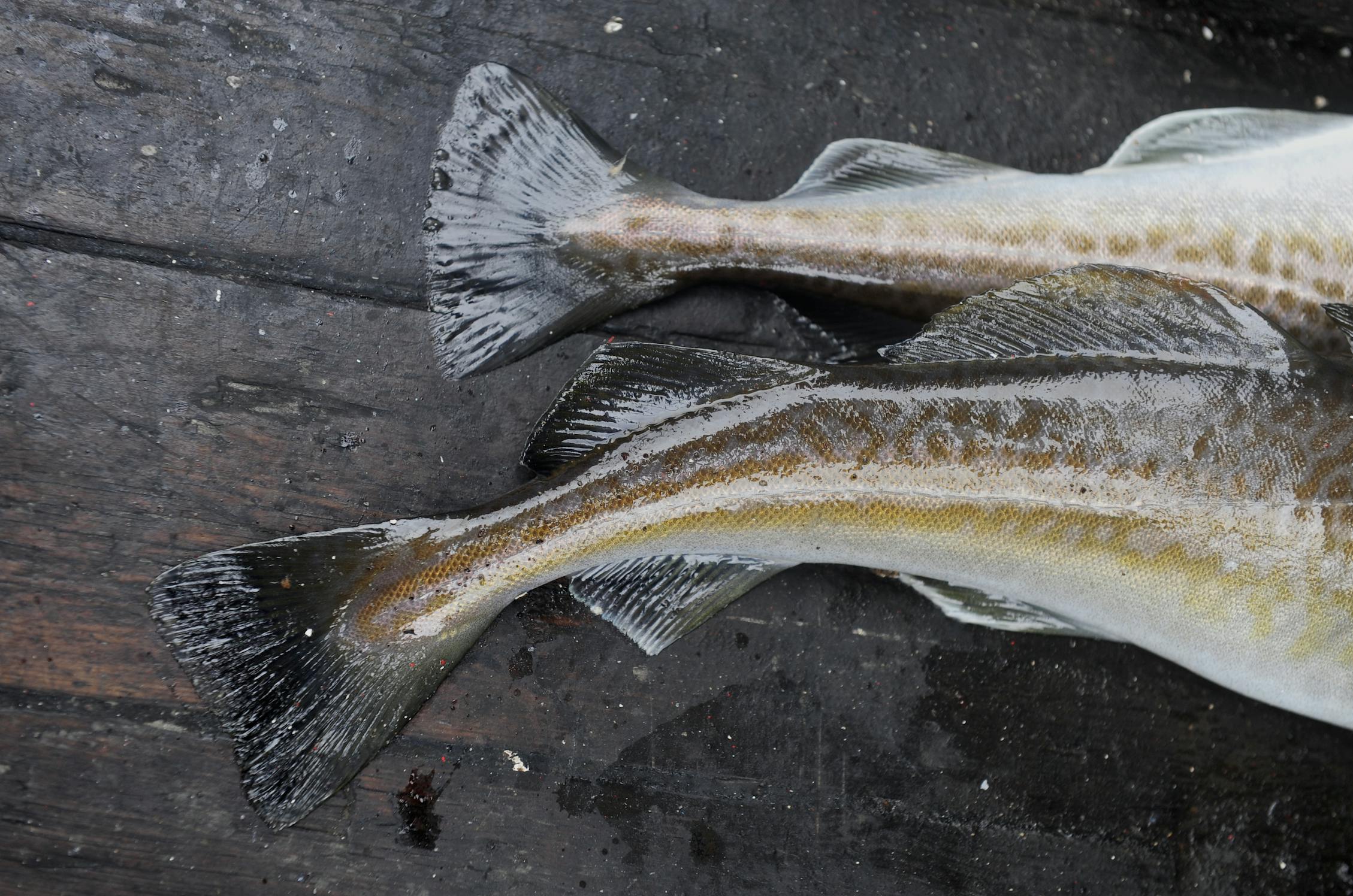 Er der mange torsk? Eller er det en uddøende art? Meninger om det spørgsmål er mange.