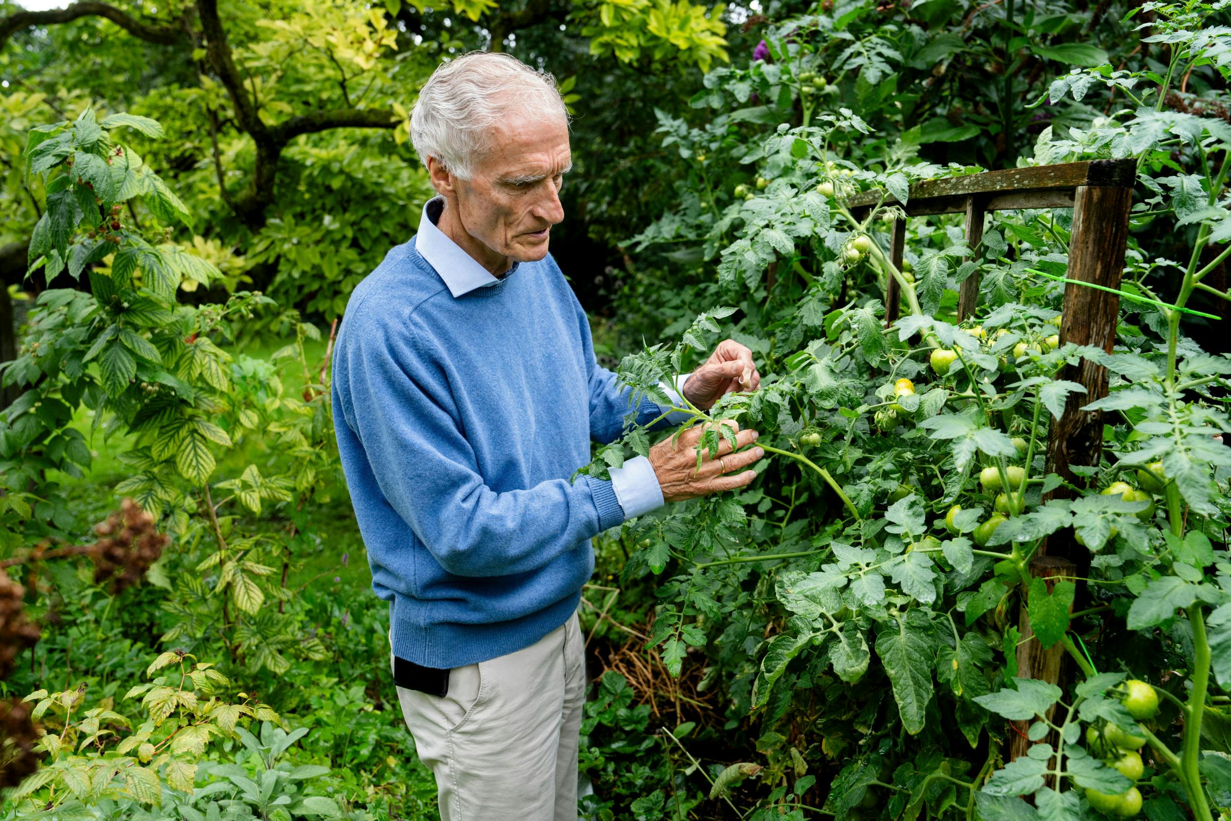 Bertel Haarder er familiens haveminister og passer og plejer tomaterne.  