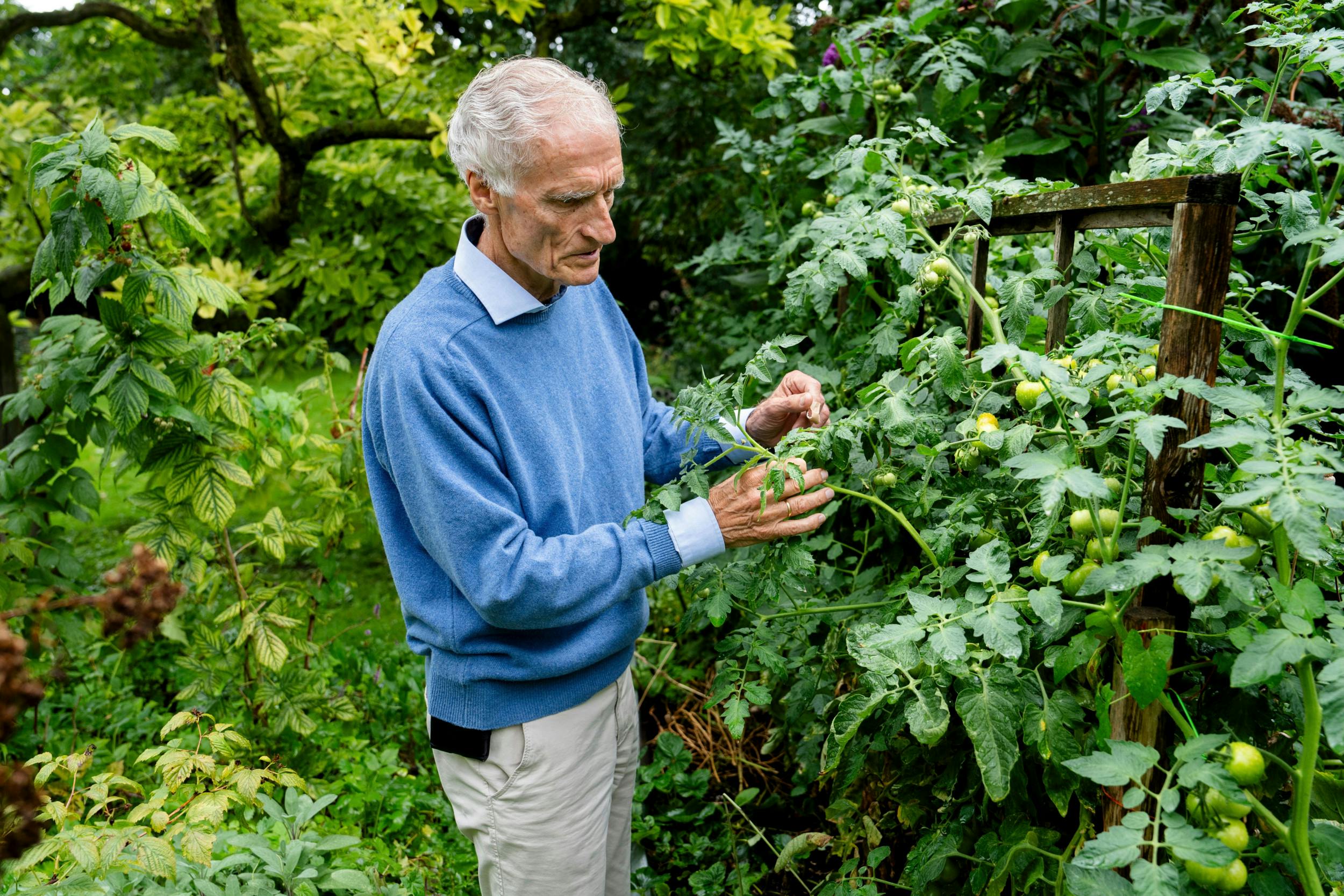 Bertel Haarder er familiens haveminister og passer og plejer tomaterne.