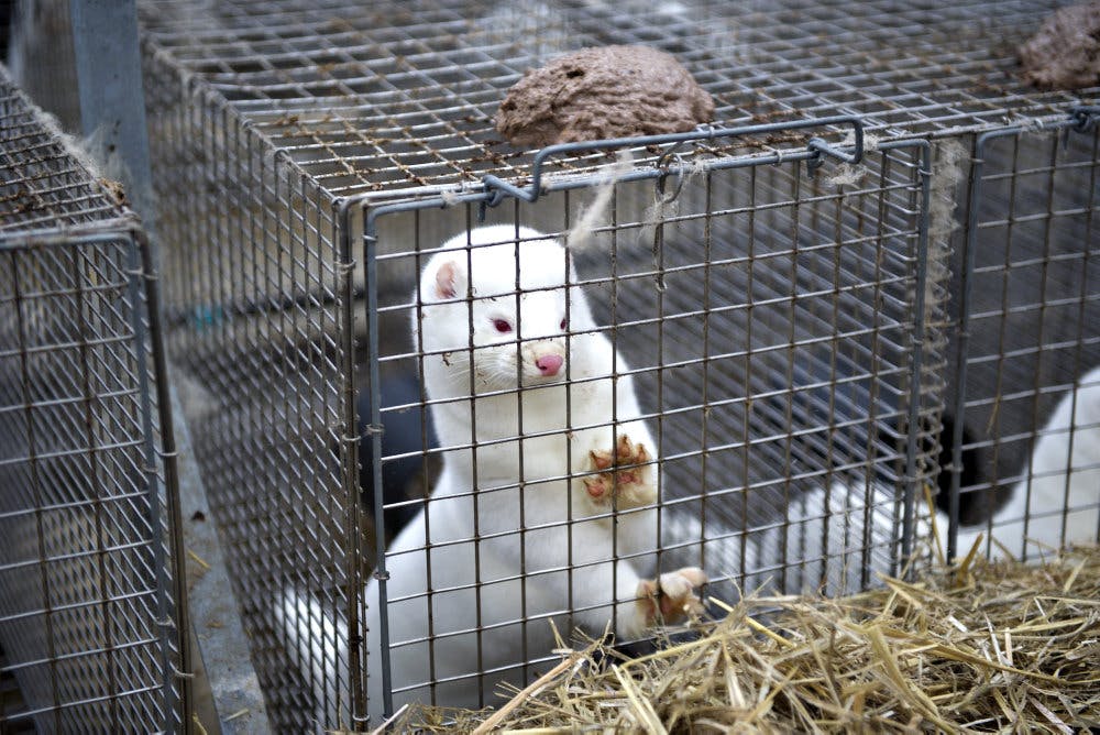 Fire år efter masseaflivningen af millioner af mink er der igen liv i minkbure i Nord- og Vestjylland. (Arkivfoto). - Foto: Henning Bagger/Ritzau Scanpix&nbsp;