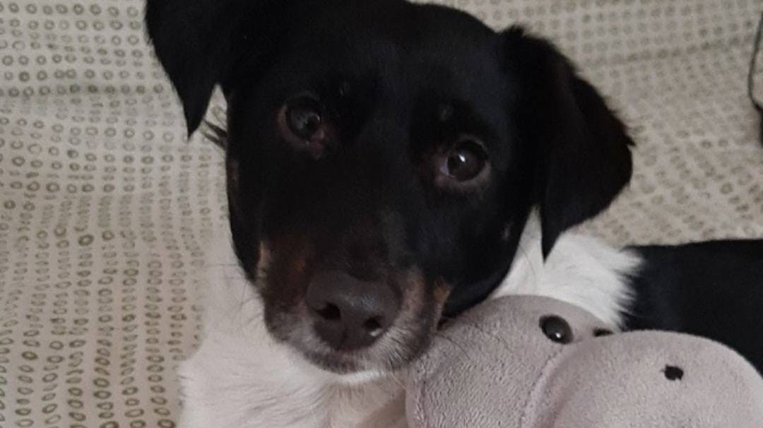 Familien Ploughelds elskede hund Sisse blev skræmt af krudt nytårsaften – og er stadig pist væk.