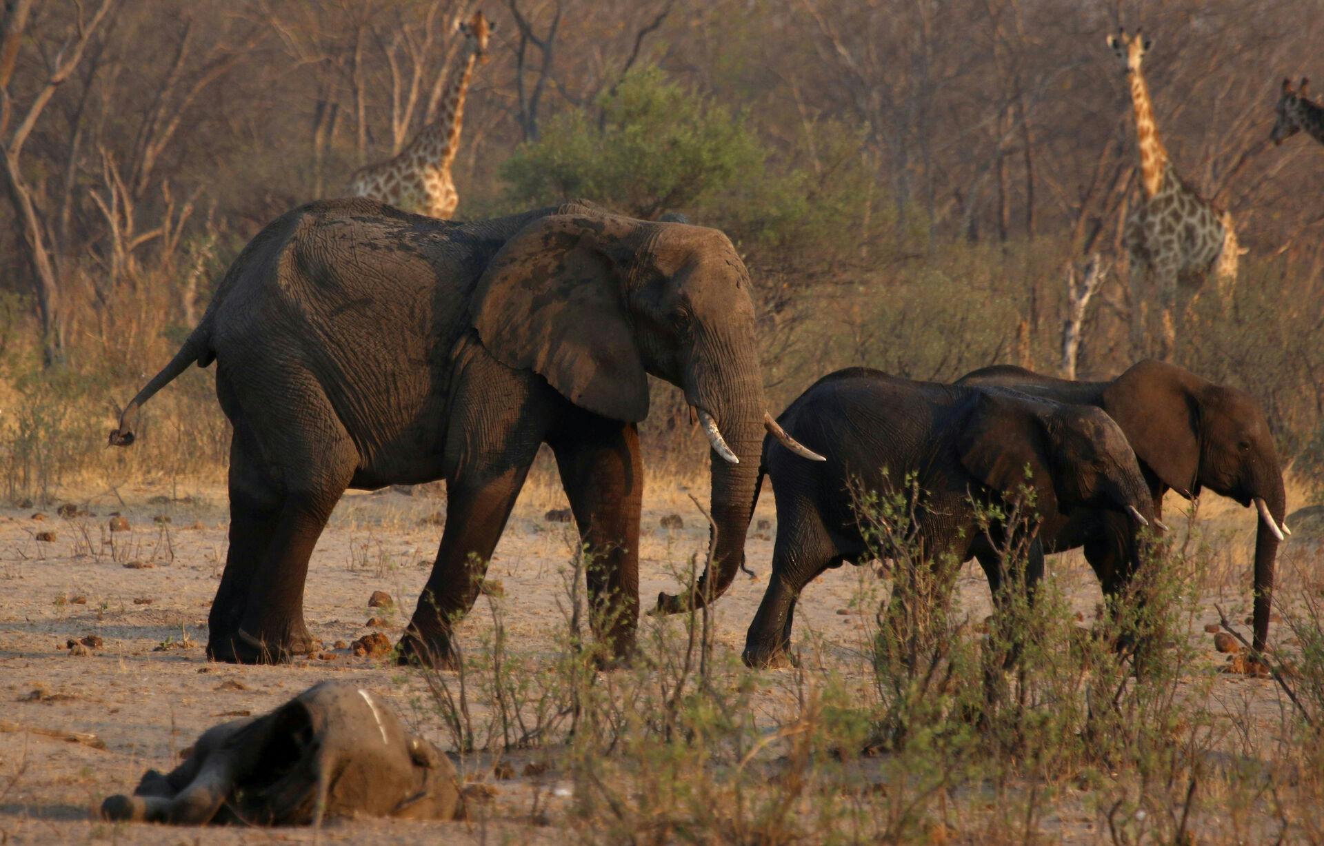 Her er der elefanter. De har ikke noget med historien at gøre, men de er med for at illustrere en elefant. (Arkivfoto).