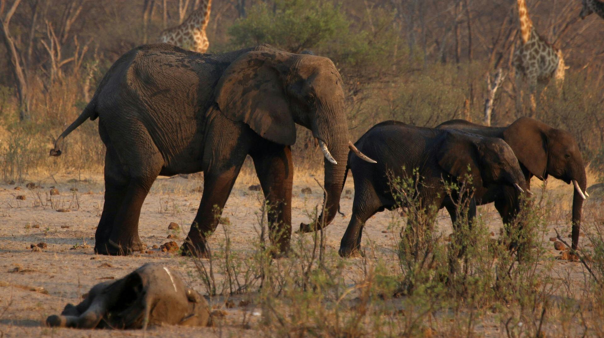 Her er der elefanter. De har ikke noget med historien at gøre, men de er med for at illustrere en elefant. (Arkivfoto).