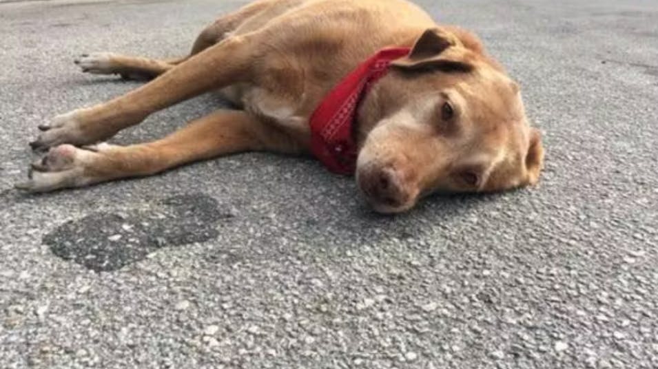 I 2015 delte en journalist et billede af en hund, der lå helt alene midt på en vej i Jacksonville, Florida - og billedet gik hurtigt verden rundt. Desværre af en ganske hjerteskærende årsag.