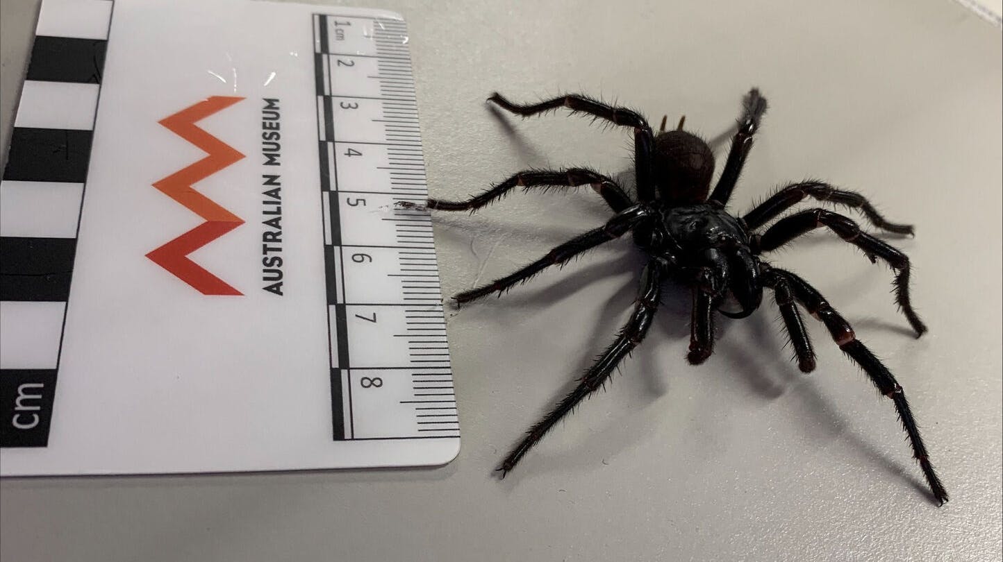 Australiens nye ottebenede uhyre har fået det latinske navn Atrax christenseni, men vil formentlig bedst blive kendt under sit kælenavn, ‘Big Boy’.