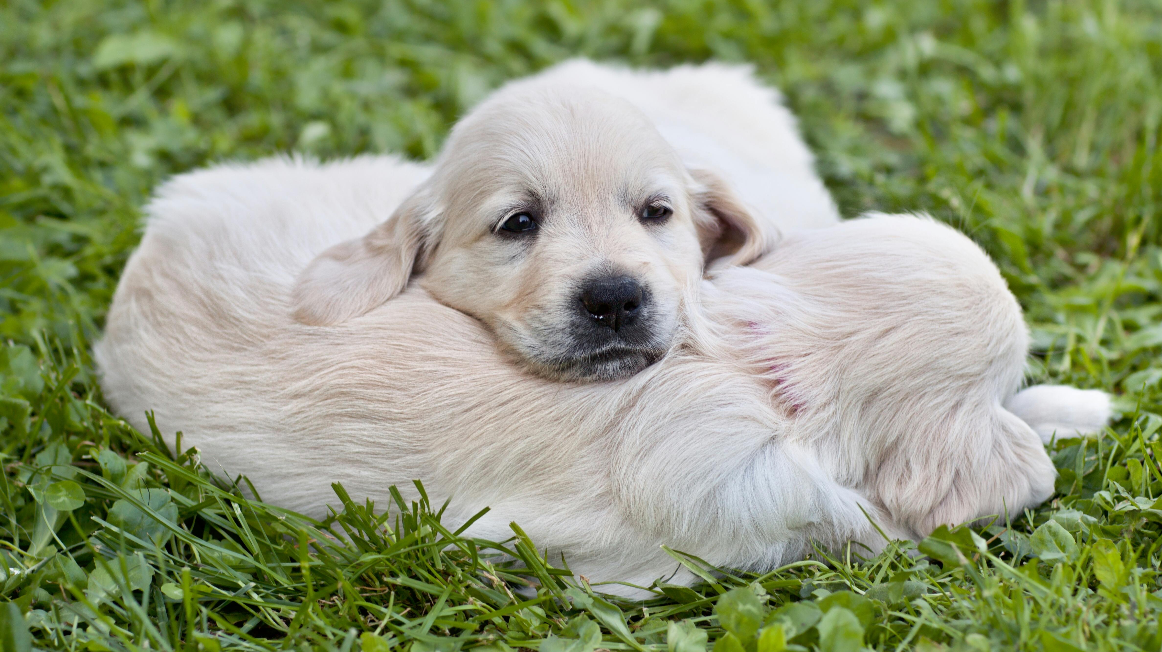 Two small Retrievers is located in the garden