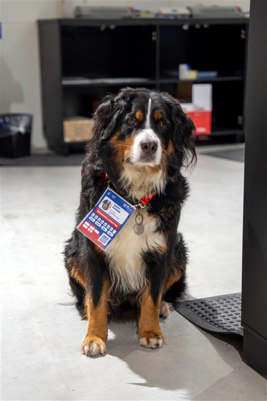 Mediehunden Happy gør VM i håndbold til en fornøjelse i medieområdet.