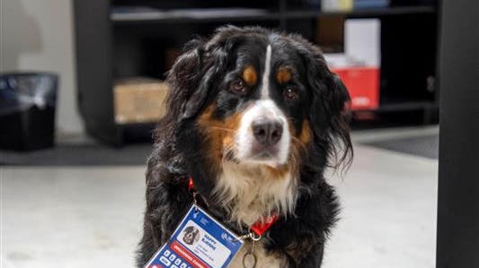 Mediehunden Happy gør VM i håndbold til en fornøjelse i medieområdet.