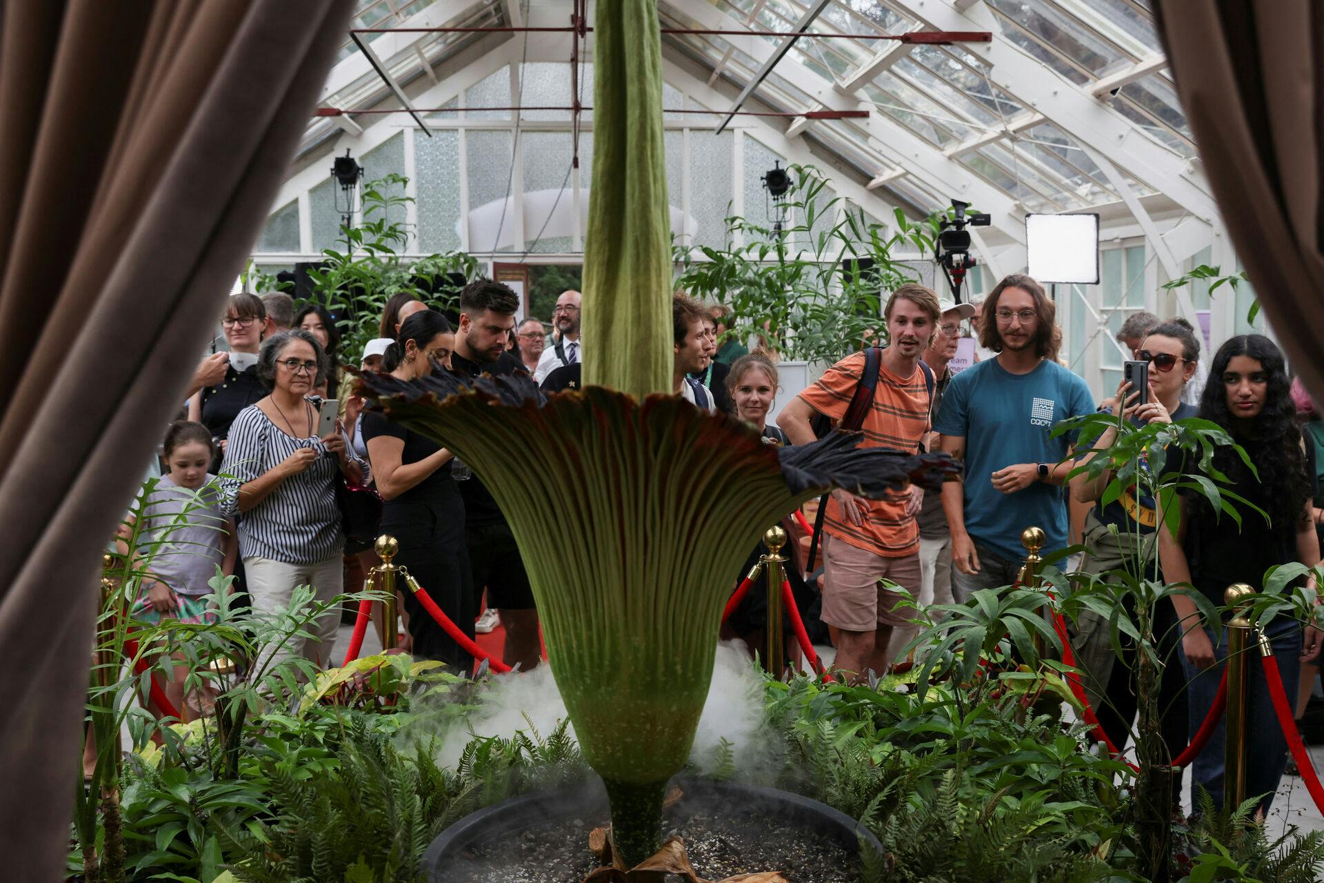 Tusindvis af mennesker stod fredag i kø for at komme ind i botanisk have i den australske storby Sydney, hvor en sjælden plante blomstrer for første gang i over 14 år.