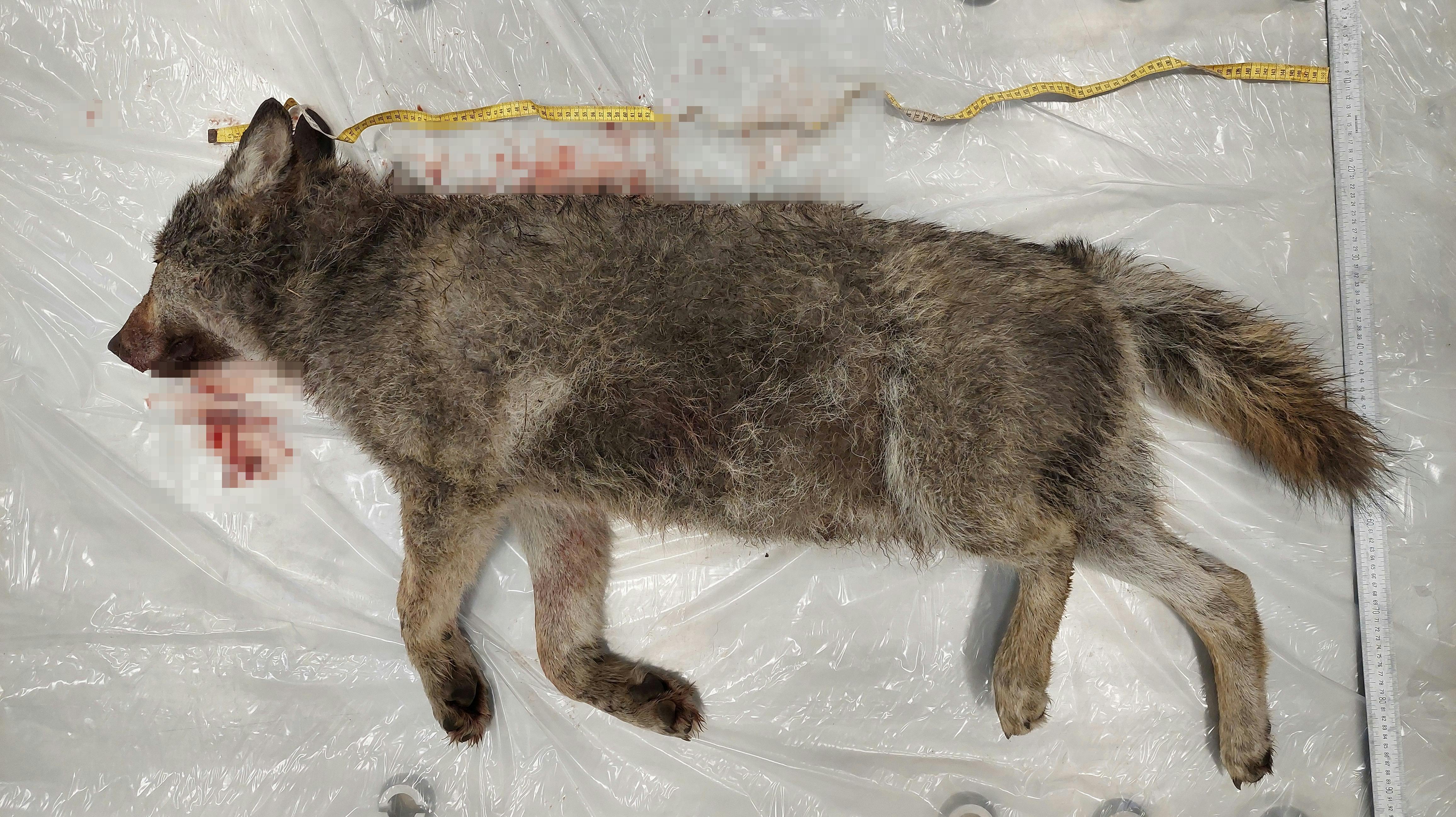 Under obduktionen af den trafikdræbte hanulv fandt man ud af, at maveindholdet vejede godt 1,5 kilo og bestod af en blanding af knogler, pels og kød fra hjortevildt.