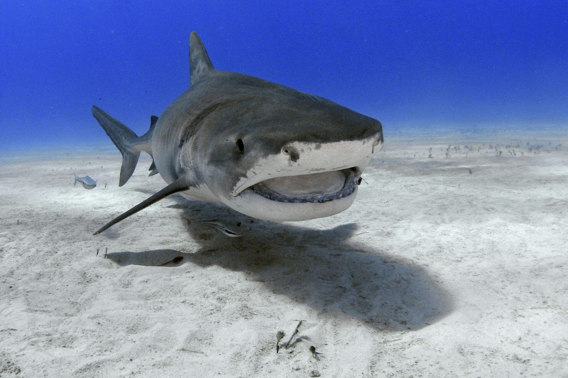 Tiger shark, Galeocerdo cuvier, beside its remora, Remora sp., Tiger Beach, Bahamas (Andre Seale / VWPics via AP Images)