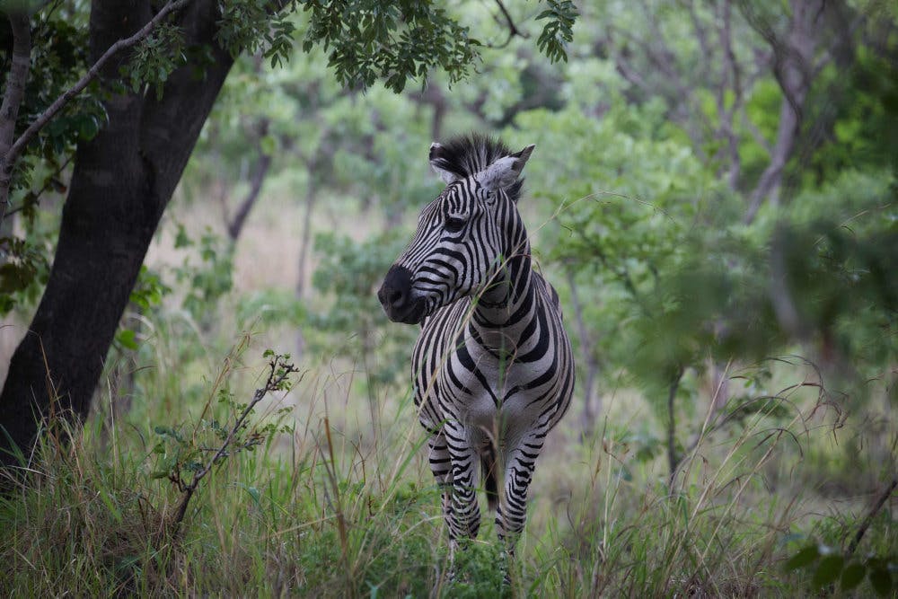 Sådan ser en zebra ud i sit naturlige habitat i Afrika. Men hvis man er heldig, kan man også spotte en af slagsen på en safaritur i Herning-området - hvis altså ikke den er fanget inden da. (Arkivfoto). - 