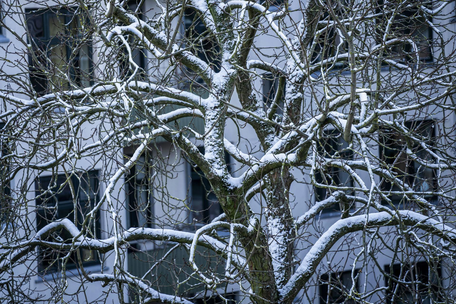 Frostgrader om natten med mulighed for sne. Det er, hvad man kan forvente af vejret resten af ugen.