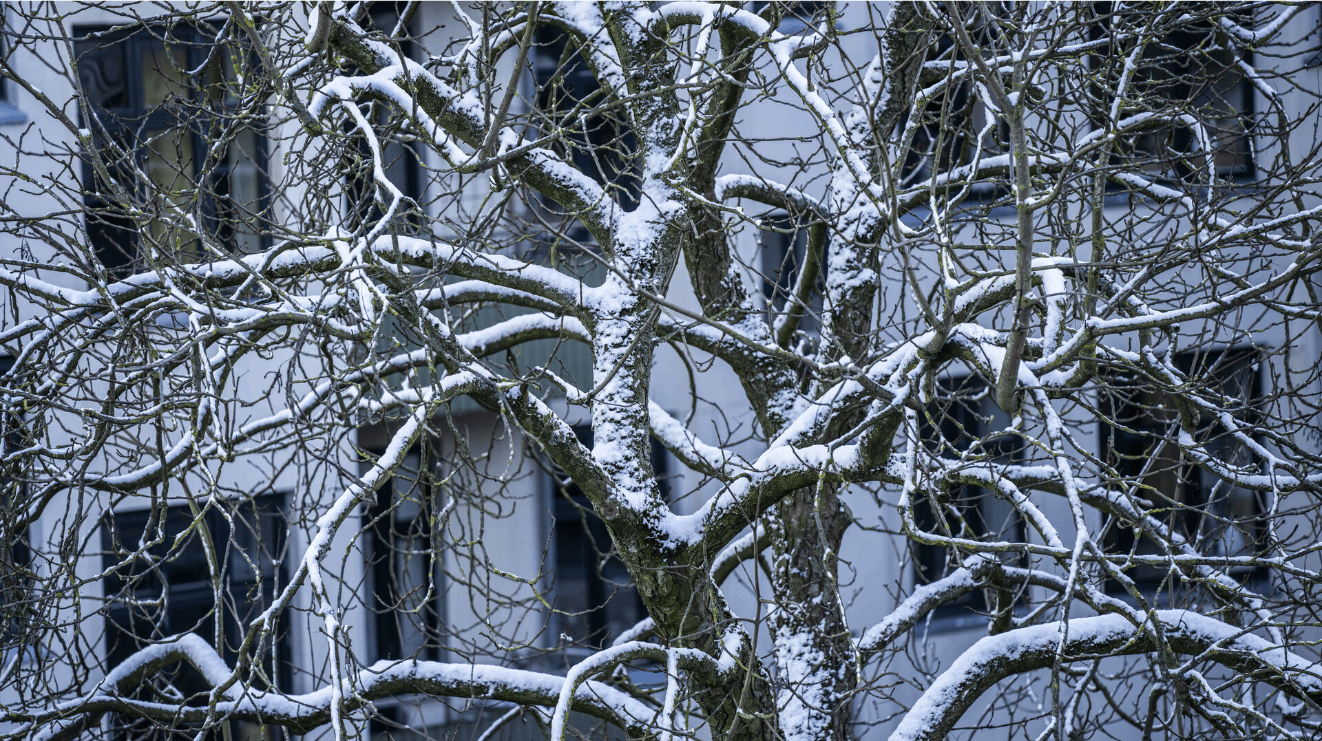 Frostgrader om natten med mulighed for sne. Det er, hvad man kan forvente af vejret resten af ugen.