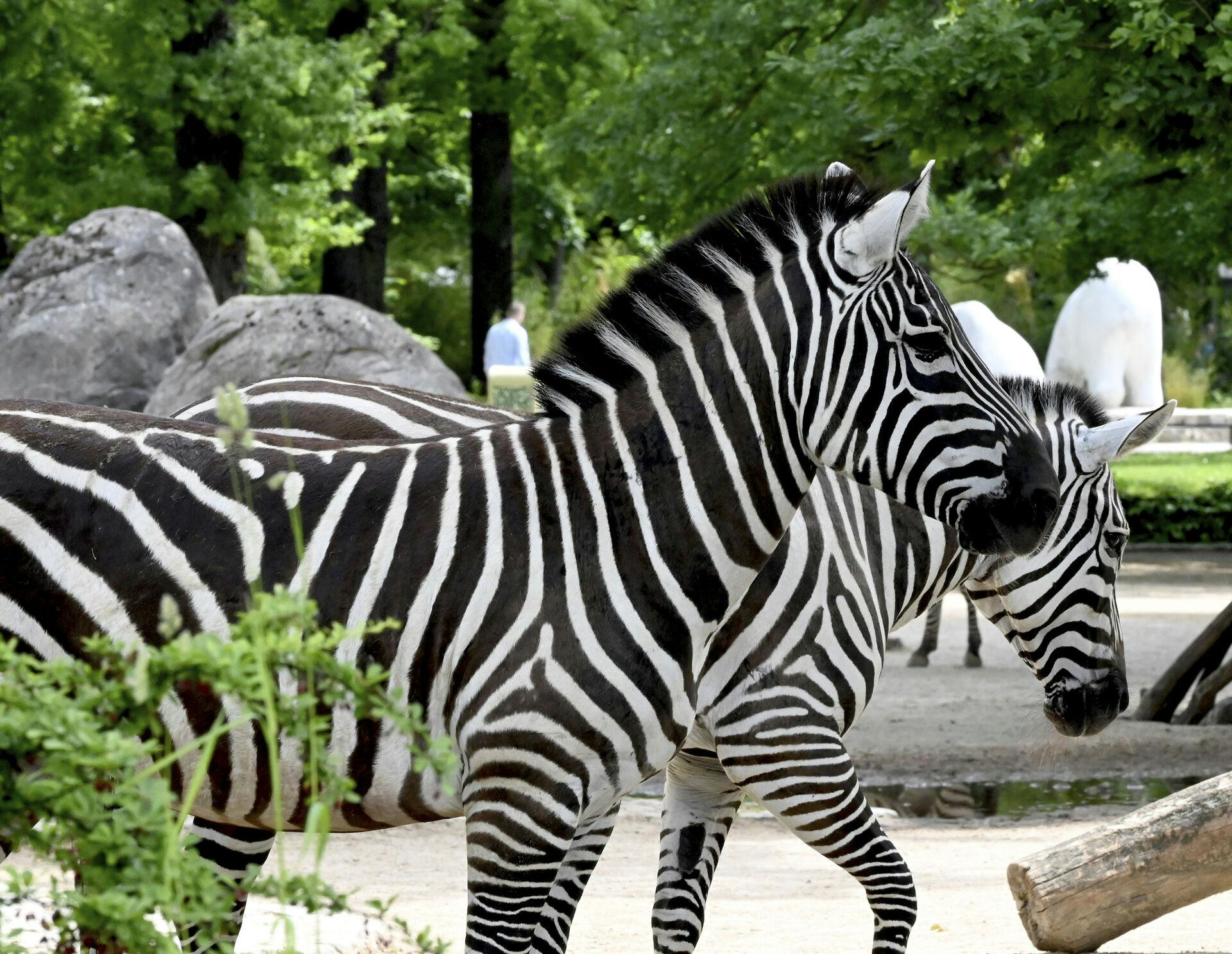 27 May 2024, Berlin: Two zebras walk through an enclosure at Zoo Berlin. Photo by: Alina Schmidt/picture-alliance/dpa/AP Images