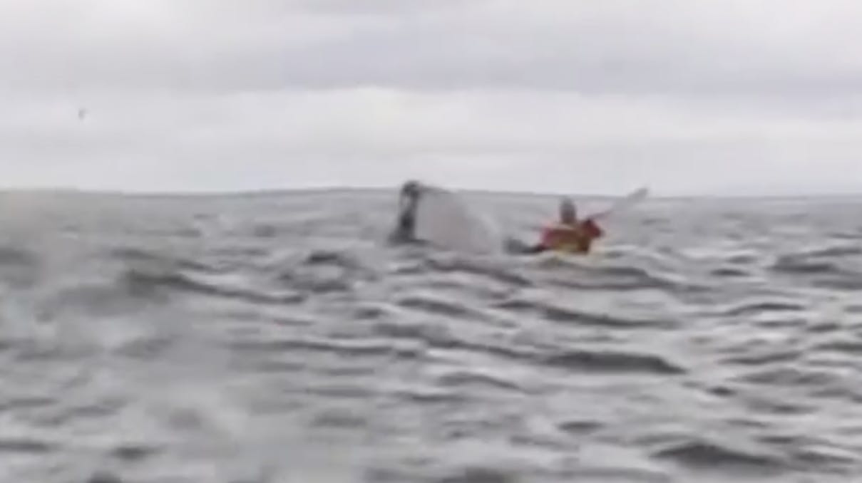 På trods af den skræmmende oplevelse lader Adrian og hans far sig ikke slå ud. For da de efter den skræmmende oplevelse blev spurgt, om de ville ro kajak igen, svarede de i kor: Selvfølgelig!