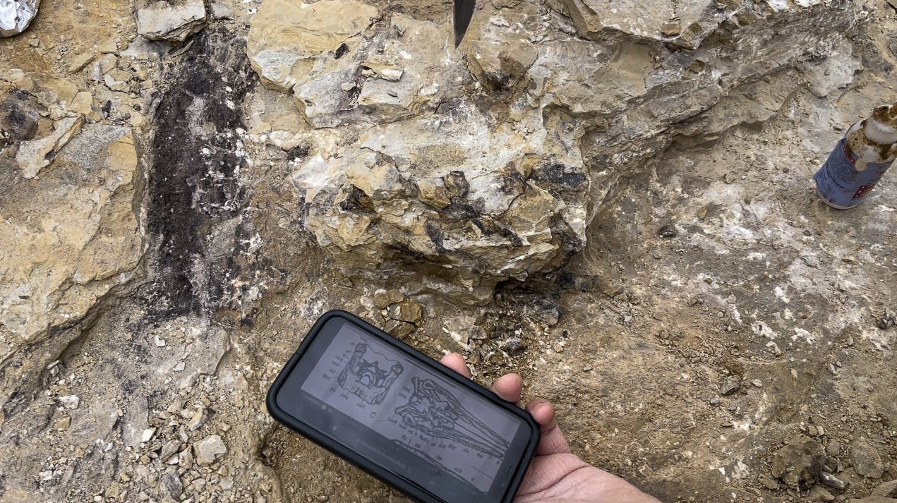 Kranie fra museets stegosaurus opdaget i Wyoming i 2022.