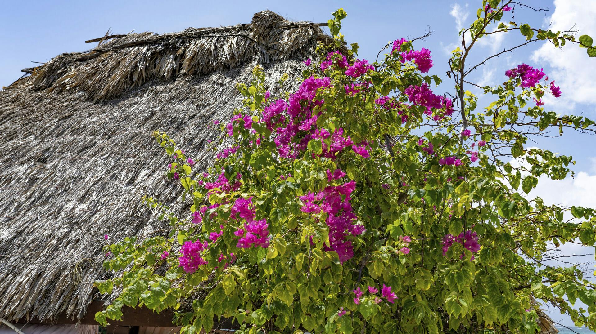 De tre kvinder blev fundet døde på et resort i Belize.