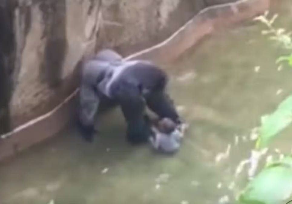 En mor ringede i rædsel til alarmcentralen, efter hendes søn ved et uheld var faldet ned til gorillaerne i en zoologisk have i Cincinnati. Hvad der skete efterfølgende, fik senere debatten til at rase